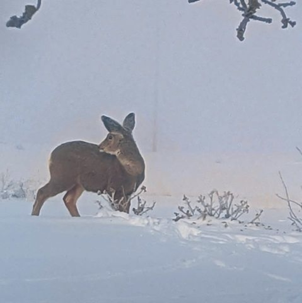 Meet your Posher, Doreen